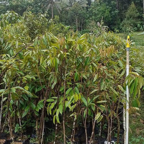 Bibit-Durian-Otong-Unggul-Bersertifikat