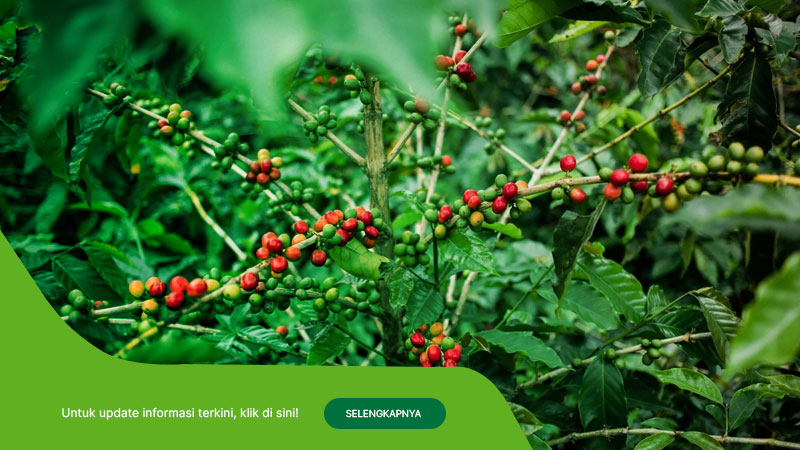 Jual-bibit-Kopi-Arabika-Unggul-dan-bersertifikat