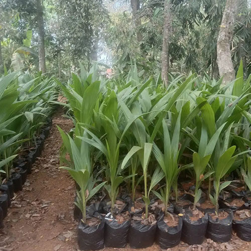 bibit-kelapa-genjah-entog-bersertifikat-dalam-polybag-2
