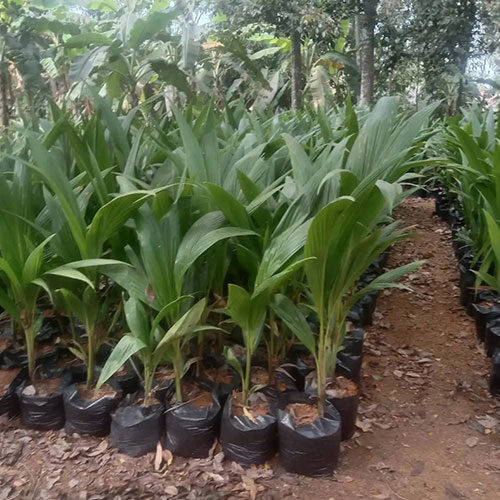 bibit-kelapa-genjah-entog-bersertifikat-dalam-polybag-3