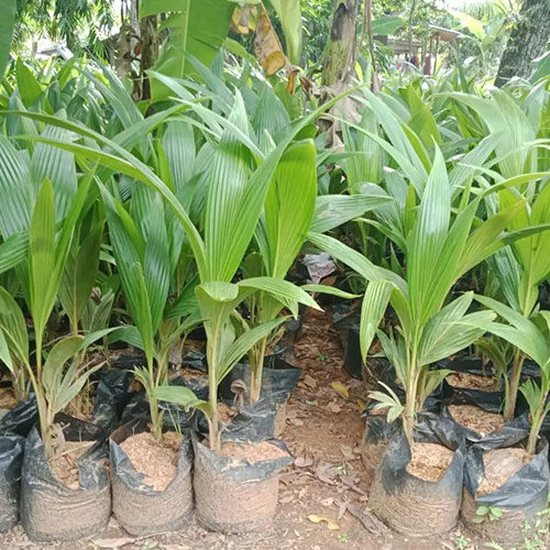 bibit-kelapa-genjah-entog-bersertifikat-dalam-polybag