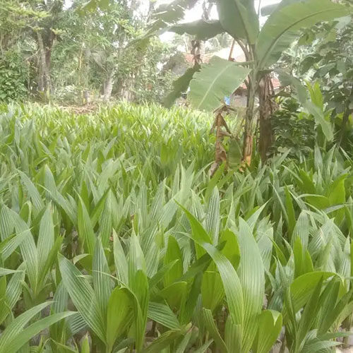 bibit-kelapa-genjah-entog-bersertifikat-tanpa-polybag-2
