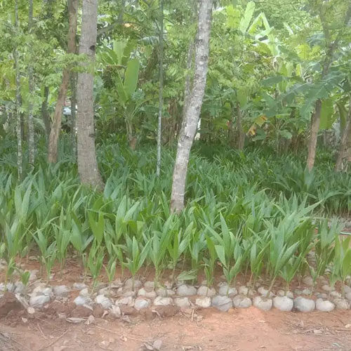 bibit-kelapa-genjah-entog-bersertifikat-tanpa-polybag-3